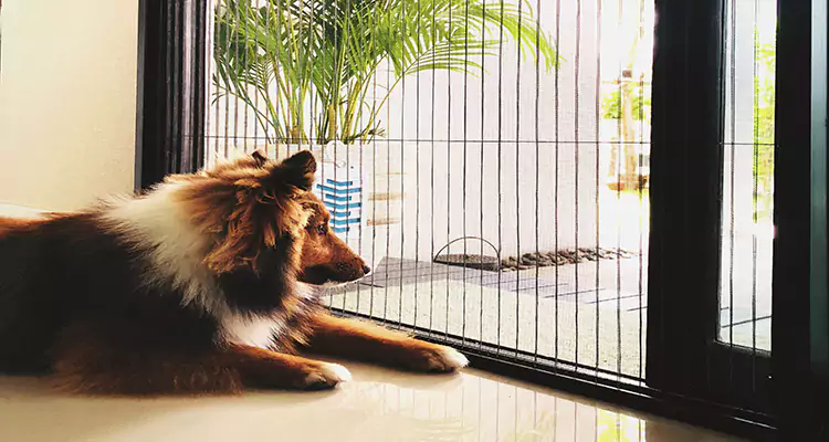 Sliding Screen Pet Door Repair in Boynton Beach, FL