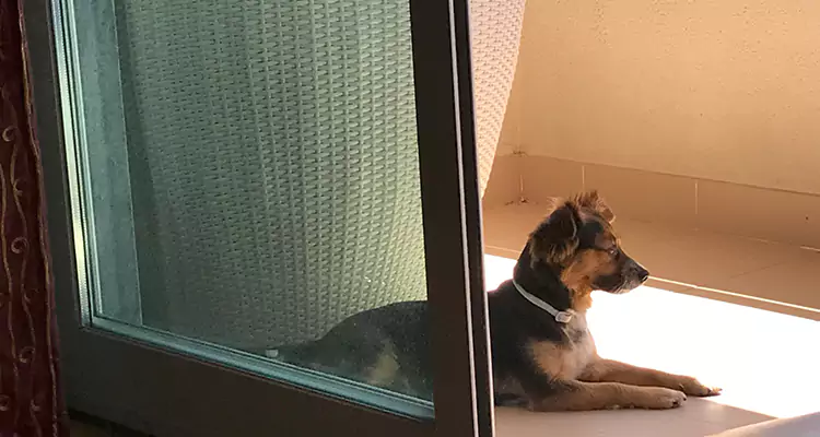 French Door Pet Screen Repair in Boynton Beach, FL